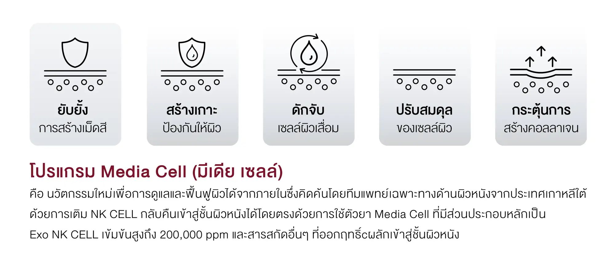โปรแกรม media cell
